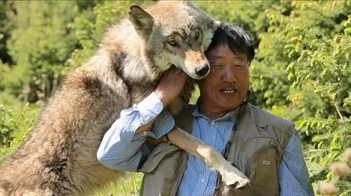 新疆人的一天“狼王”杨长生和他的明星狼
