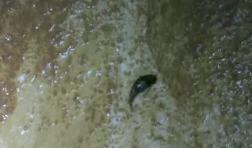 鲶鱼为捕食跳出水面奋勇攀岩，
