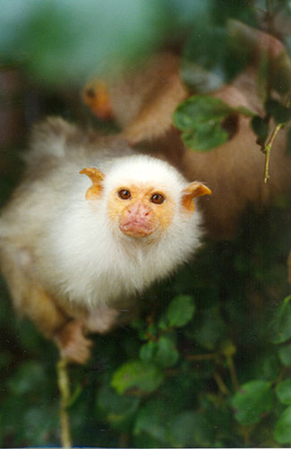 法国动物园17只濒危猴子被盗警方称盗贼是内行