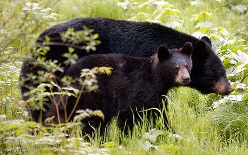 美游客公园内遇黑熊一家逃跑途中不忘拍照（图）