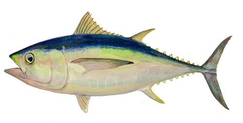 日本平价金枪鱼滥捕现象严重部分品种已濒危