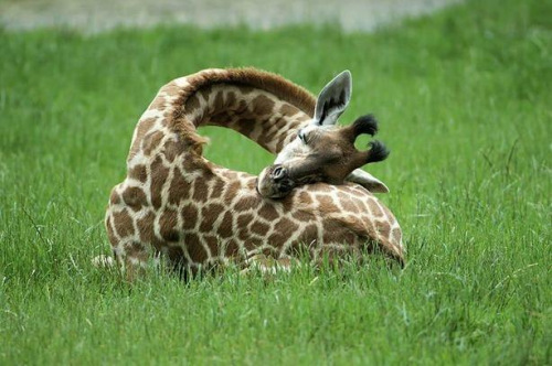 英媒公开长颈鹿罕见睡姿平均一天仅睡半小时