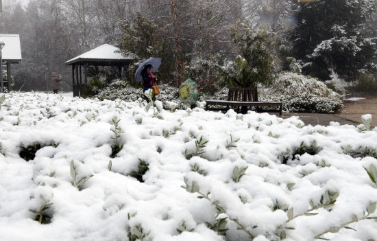 澳大利亚气温骤降出现罕见“雷打雪”现象（图）