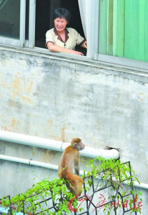 广州一猴子怀抱小猫穿梭旧居民区疑遭人遗弃