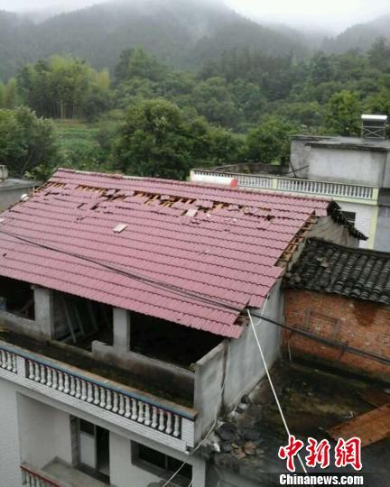 湖北罗田暴雨引发龙卷风碗口粗杨树遭连根拔（图）