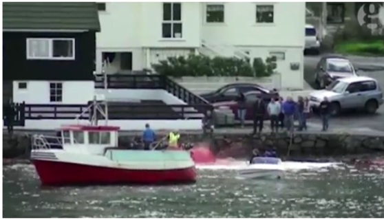 法罗群岛围捕屠杀250条鲸鲜血染红大海遭抗议