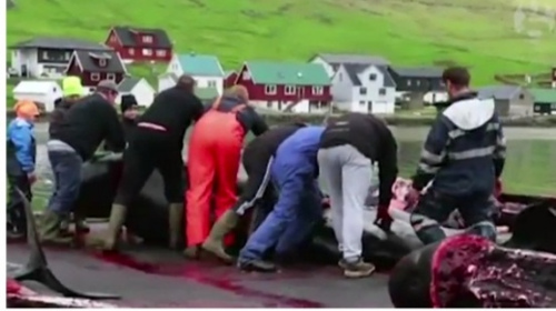 图为捕鲸现场。动物保护组织强烈抗议此行为，最终警方逮捕了7人。（英国《卫报》视频截图）