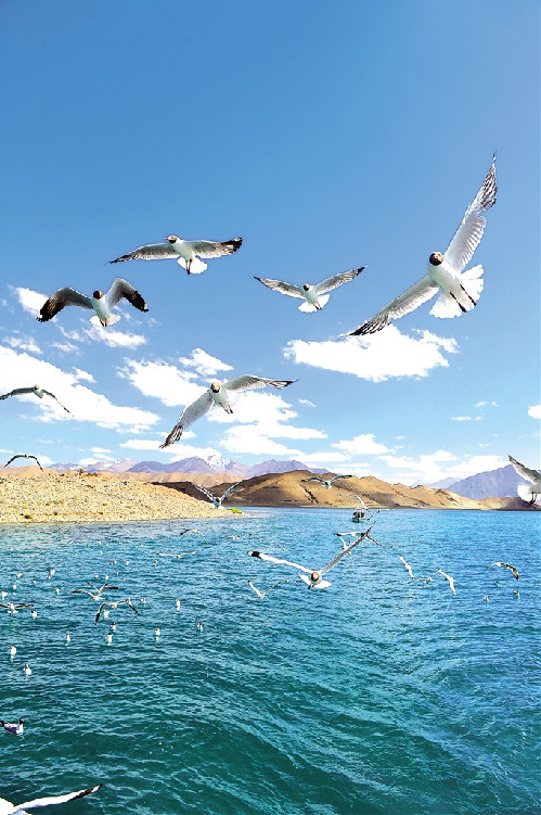 图为阿里地区日土县班公湖鸟岛上自由飞翔的鸟群.记者旦增西旦 摄