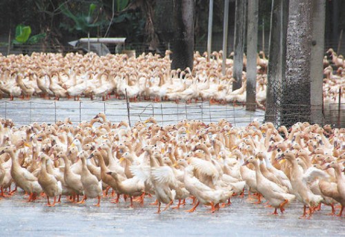 韩两家养鸭场确诊禽流感对1万只鸭子进行掩埋