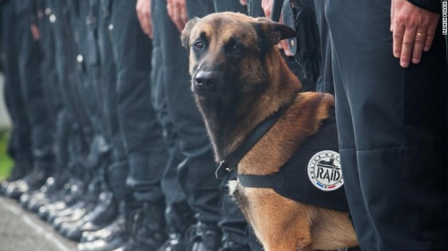 法国警犬在警方反恐行动中殉职网友申请悼念（图）