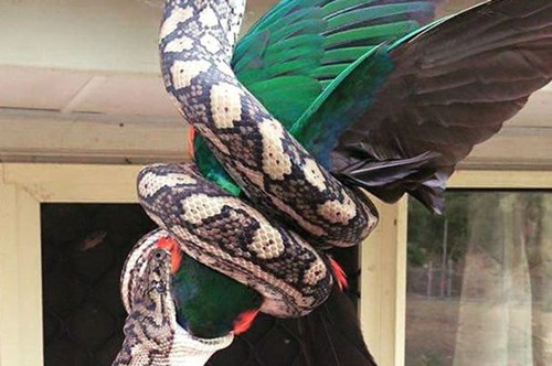 澳大利亚捕蛇人实拍蟒蛇生吞鹦鹉全过程（图）