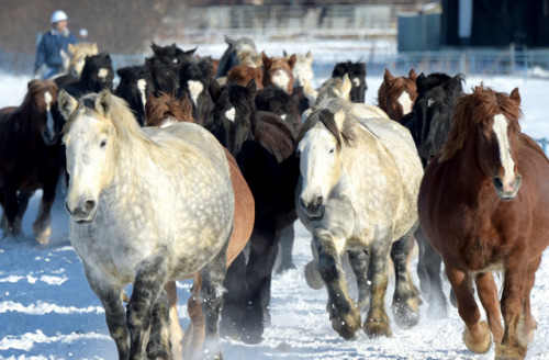 北海道十胜牧场举行赶马活动。