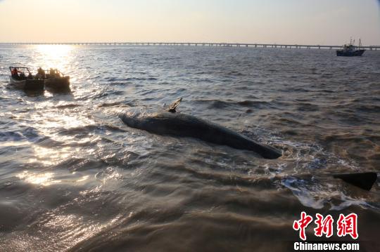 两条抹香鲸江苏如东洋口港海滩搁浅死亡