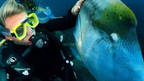 澳大利亚章鱼变“劫匪”顺走潜水员相机后逃走（图）
