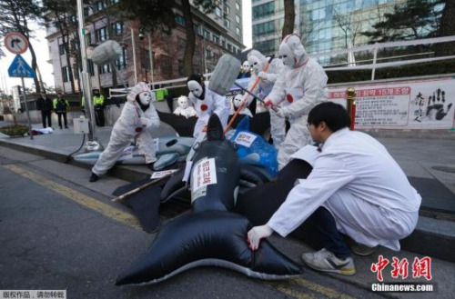 资料图：民众抗议日本政府捕鲸。