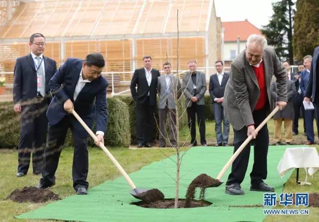 　△习近平应邀做客泽曼总统私人官邸，两国元首走到一棵银杏树苗前，共同培土、浇水。习近平说，中捷两国共同浇灌友谊之树。