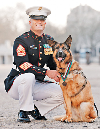美军犬遭炸弹炸伤痛失前腿获动物界最高荣誉（图）