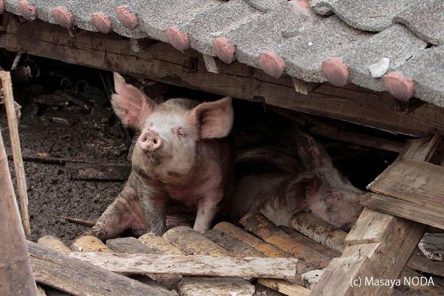 日本熊本地震现“猪坚强” 被解救后送往屠宰场