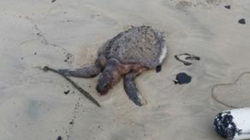 大马米昔拉沿海出现油污8岁绿海龟或受影响死亡