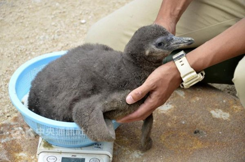 罕见企鹅宝宝首次靠人工授精在日水族馆诞生（图）