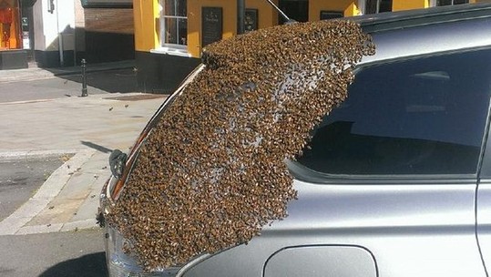英国：蜂后被困车内2万蜜蜂为救驾围攻汽车（图）