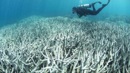 潜水员调查大堡礁珊瑚的白化情况。 