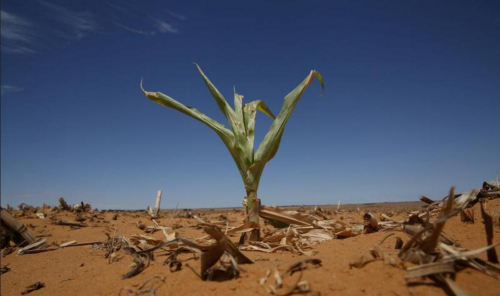 受干旱影响非洲南部国家明年可能粮食再次短缺