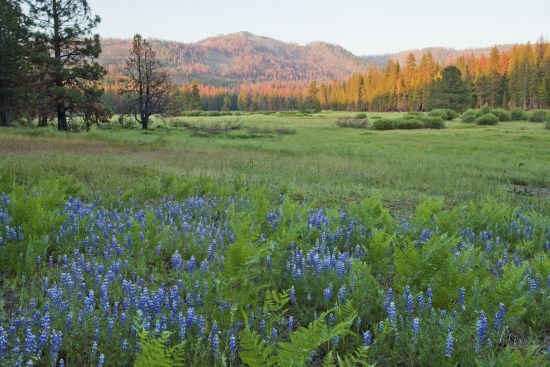 美国加州国家公园将扩容：百年沧桑风景美如画（图）