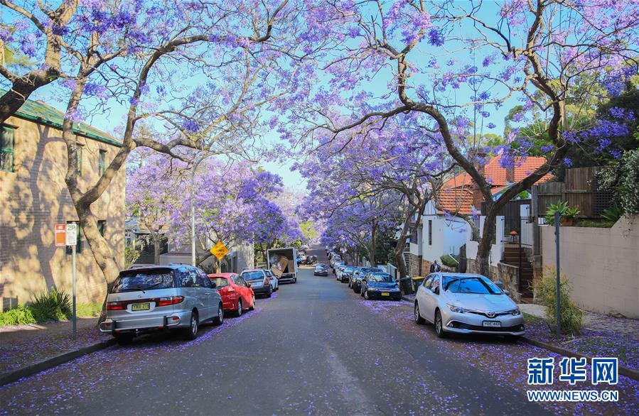 （国际）（3）悉尼蓝花楹盛开季
