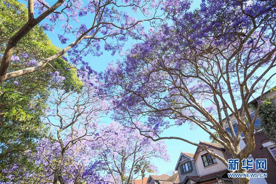 （国际）（4）悉尼蓝花楹盛开季
