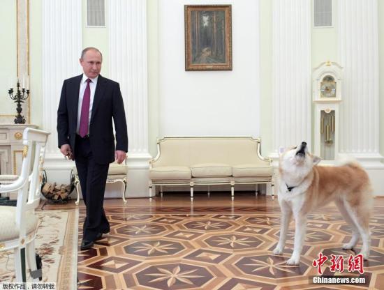 当地时间2016年12月13日，俄罗斯莫斯科，俄罗斯总统普京在接受Nippon TV电视台采访，期间与日本赠秋田犬“Yume”玩耍。