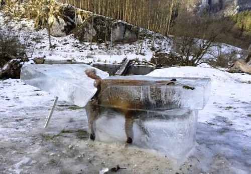 民众将狐狸被冻住的冰块切割出来。
