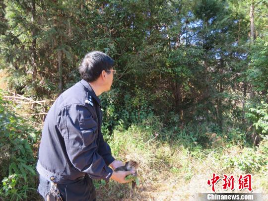云南市民救助“猫头鹰”后经鉴定为国家二级保护动物鹰鸮