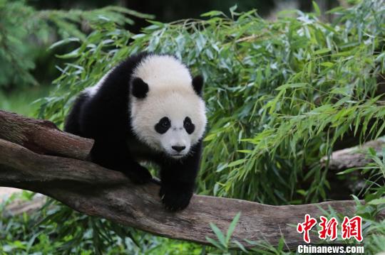 联邦快递再担重任运送旅美大熊猫“宝宝”返回中国