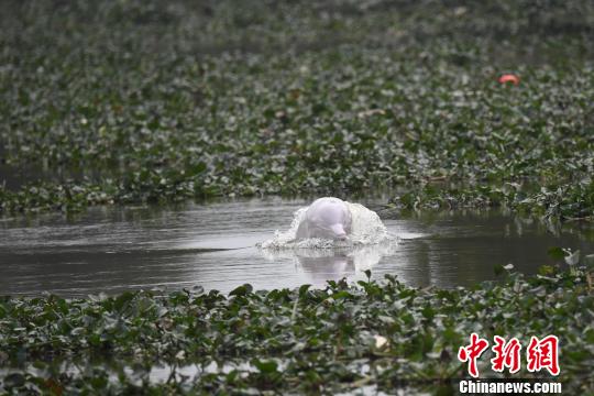 粤港合作解中华白海豚误入广东内河去世之谜