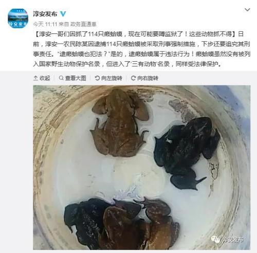 农民逮114只癞蛤蟆被拘官方回应：系“三有动物”