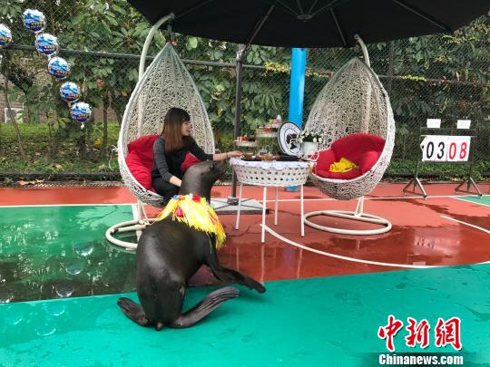 深圳女驯养员和海狮“闺蜜”品下午茶度“三八节”