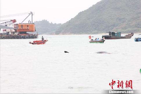 搁浅大亚湾抹香鲸确认死亡渔政船正将其拖拉上岸