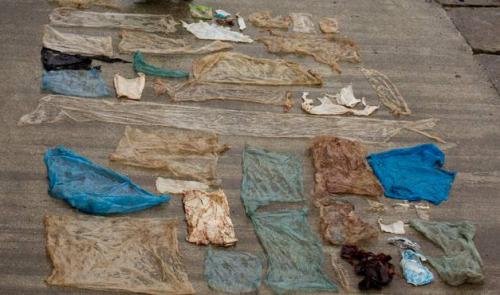 从鲸鱼胃里取出的塑料袋。图片来源：卑尔根大学/美联社。