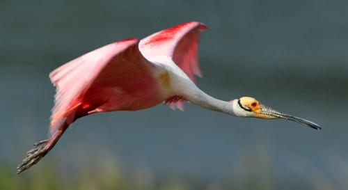 粉红琵鹭展翅翱翔。来源：路透社。