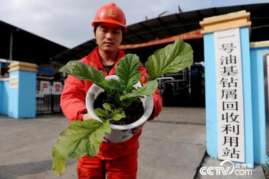 　　处理后的固废可以与土壤混合种植榨菜