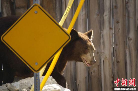 当地时间9月9日，美国加州Montrose，一只黑熊出现在高速公路旁，之后还进入了市区。最终，野生动物保护工作人员成功制服了这只黑熊。