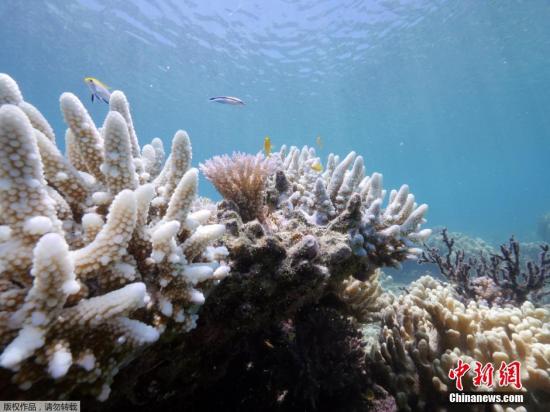 资料图：位于澳大利亚昆士兰蜥蜴岛的研究站发布了大堡礁珊瑚加速白化的照片。