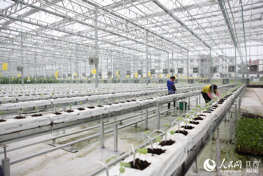 图为位于赣县江口镇的铭宸蔬菜产业园，是集研发、种植、销售于一体的新型农业经营主体。大棚内，工人正在种植蔬菜。