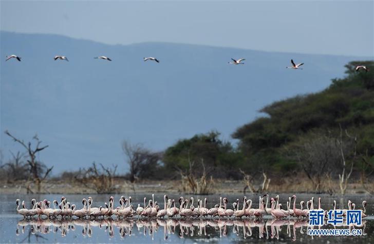 （国际）（1）博戈里亚湖——火烈鸟“天堂”