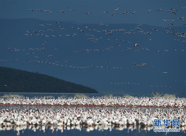 （国际）（4）博戈里亚湖——火烈鸟“天堂”