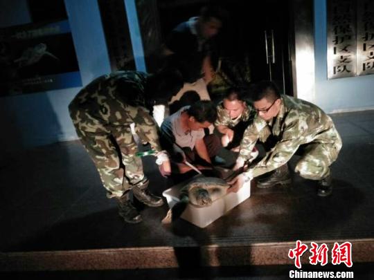 珍稀濒危绿海龟被渔网缠住在惠州海域获救