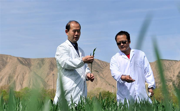 5月11日，李凤民（左）和团队成员在查看冬小麦的生长状况。