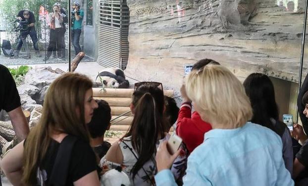 （国际）（3）柏林：争先恐后看熊猫