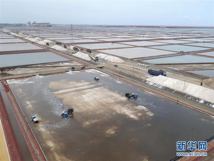 9月27日,在山东滨州北海经济开发区,盐田工作人员在收获秋盐.